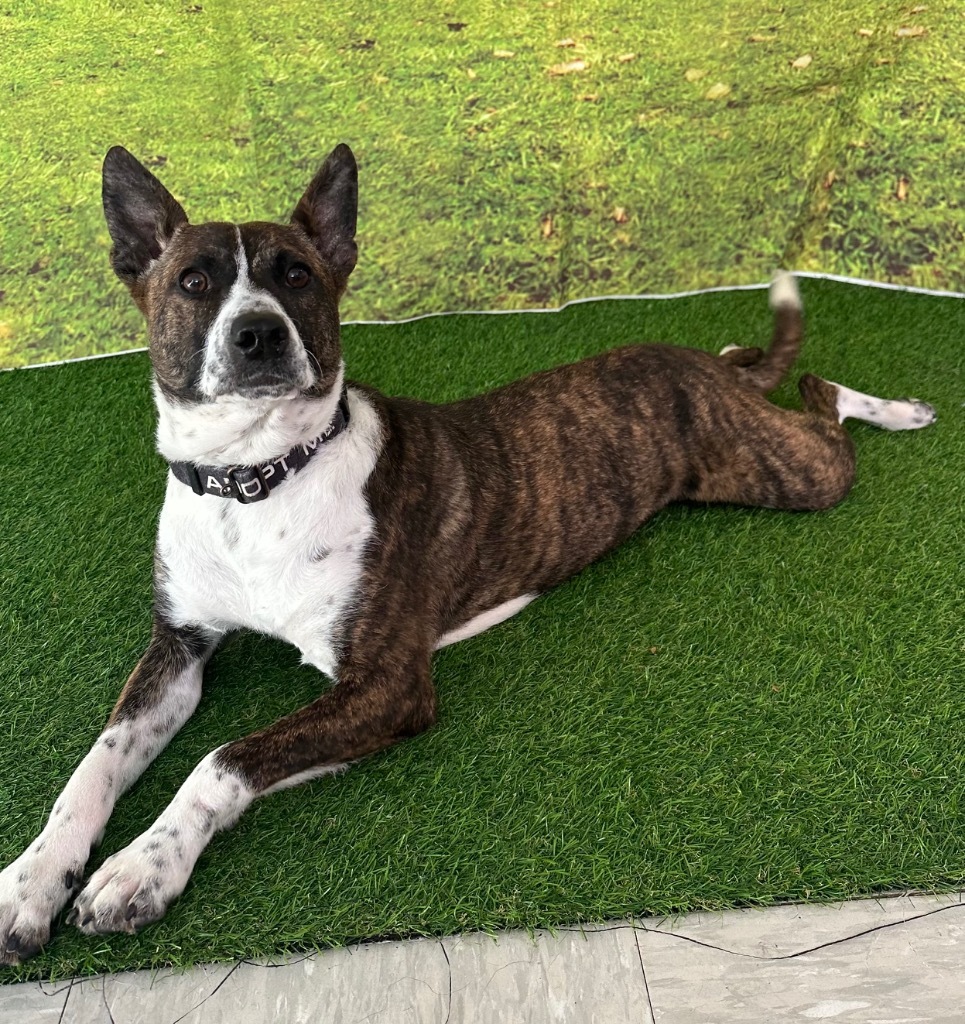 Honor, an adoptable Shepherd, Cattle Dog in Brookings, OR, 97415 | Photo Image 1