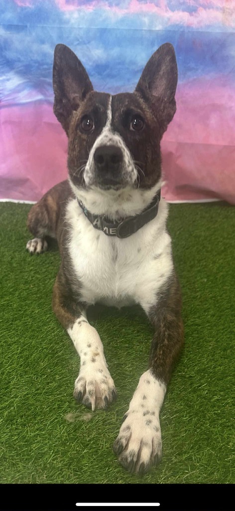 Honor, an adoptable Shepherd, Cattle Dog in Brookings, OR, 97415 | Photo Image 2