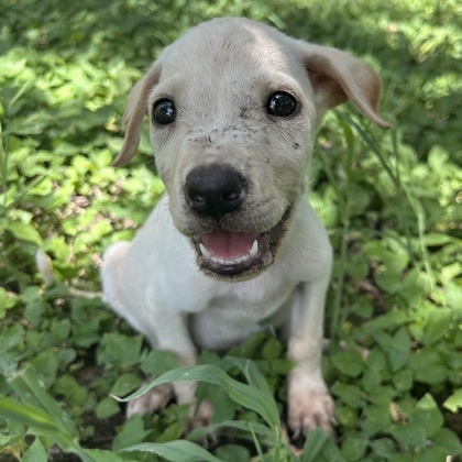 Biscuit