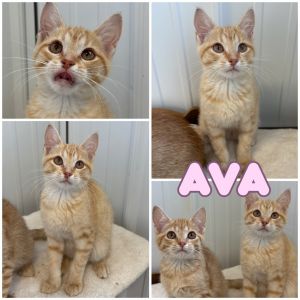 Ava, Baby Female unknown