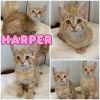 Harper photo 1