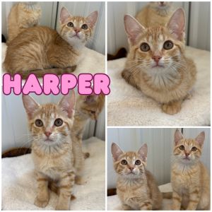 Harper, Baby Female unknown
