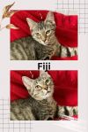 Fiji photo 1