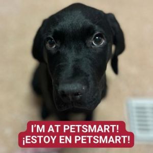 Kramer
