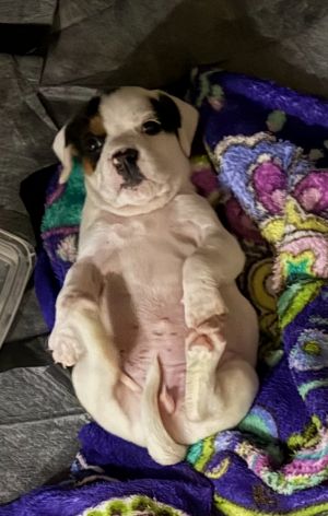 Ravioli (3 Marion pups)