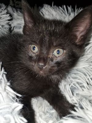 Dion DiMewcci, Baby Male unknown
