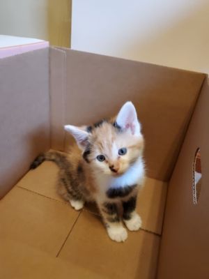 Dolly Purrton, Baby Female unknown