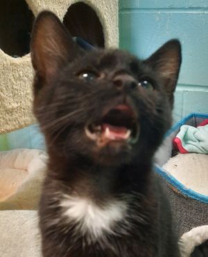 Bing Clawsby, Baby Male unknown
