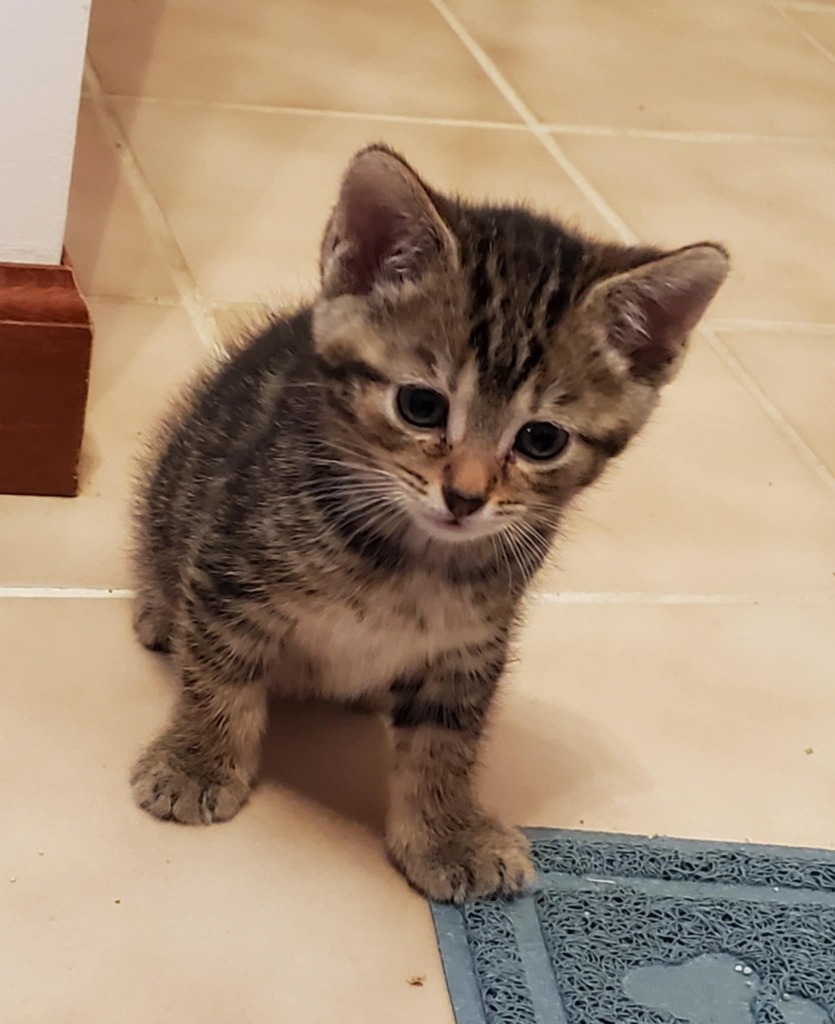 Kenny Pawgers