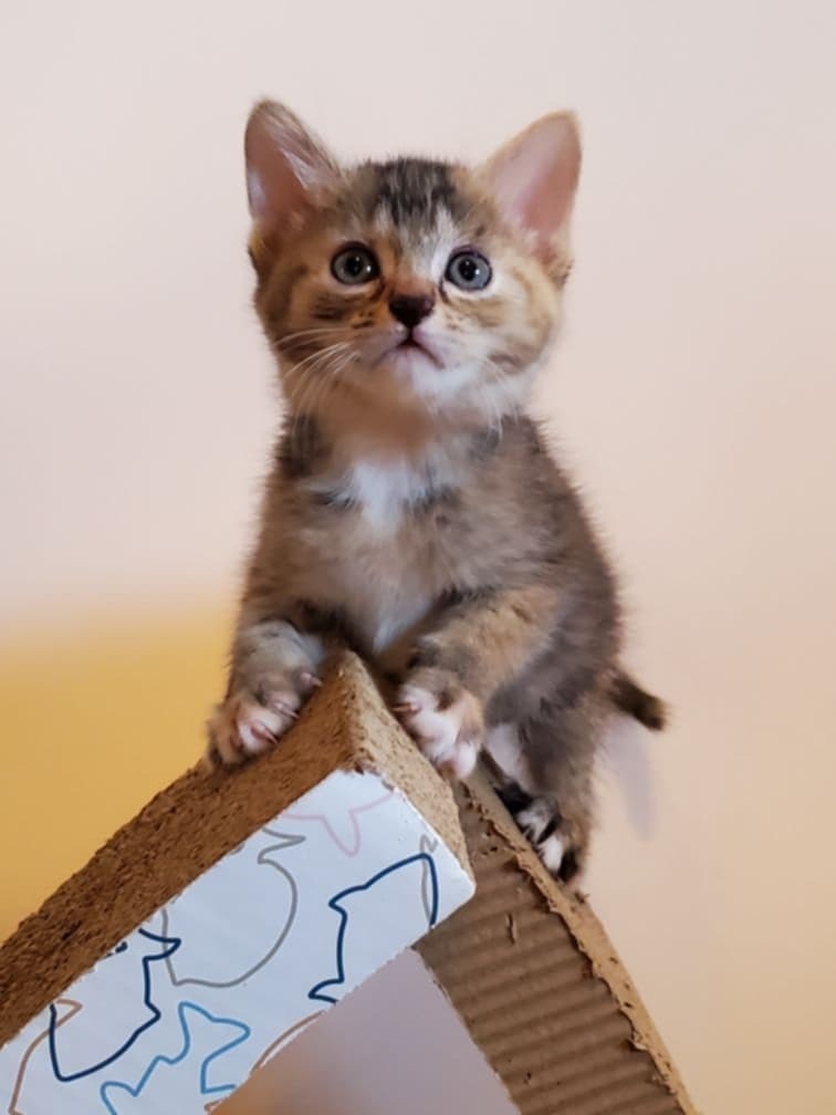 Furgie
