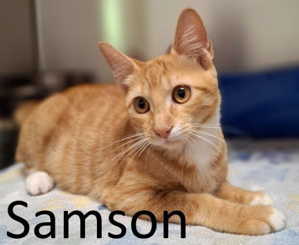 Samson
