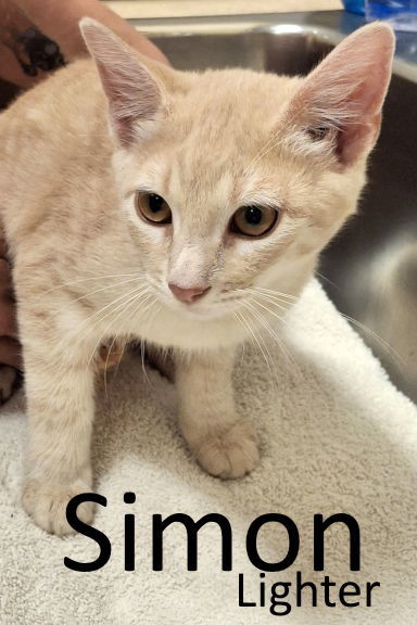 Simon