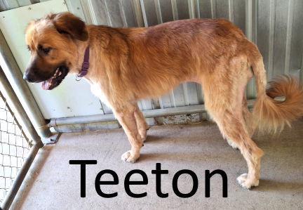 Teeton, an adoptable Leonberger, Retriever in Mountain View, AR, 72560 | Photo Image 2