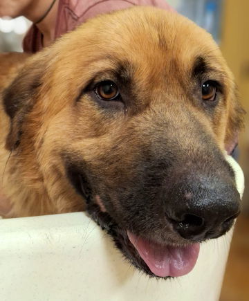 Teeton, an adoptable Leonberger, Retriever in Mountain View, AR, 72560 | Photo Image 3