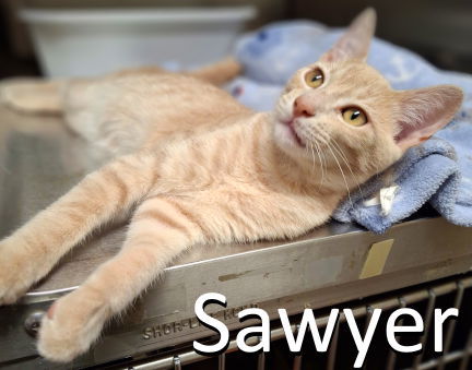 Sawyer
