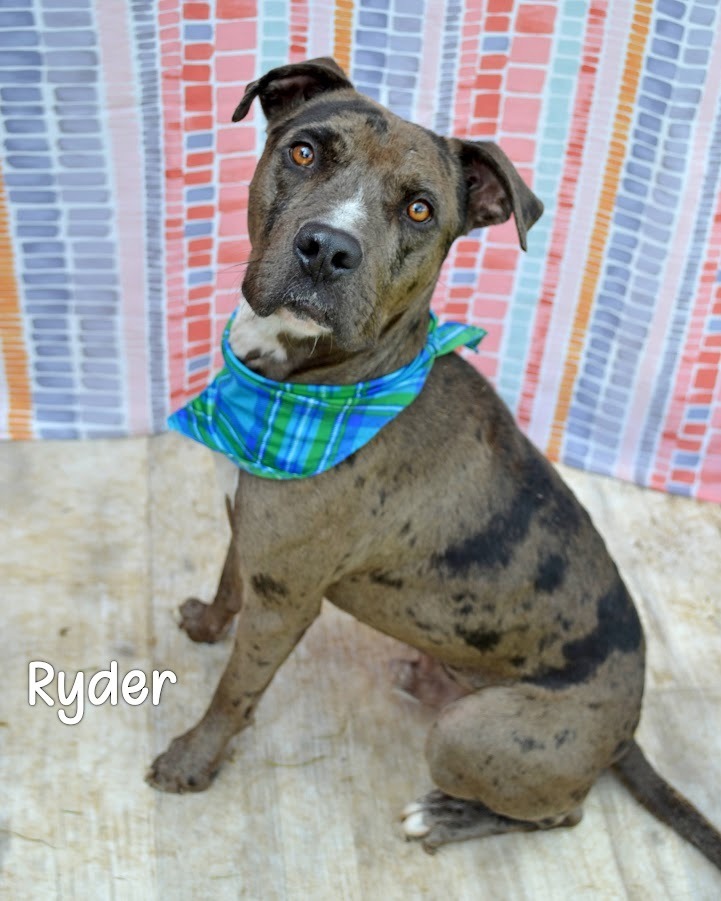 Ryder
