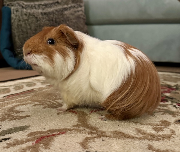 Pigasso