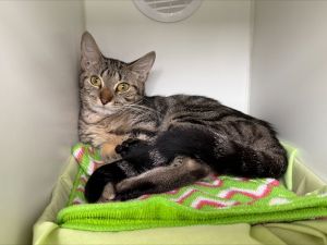 Baloo, Young Female unknown