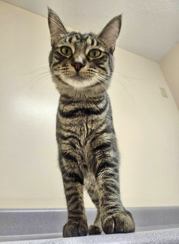 Iris