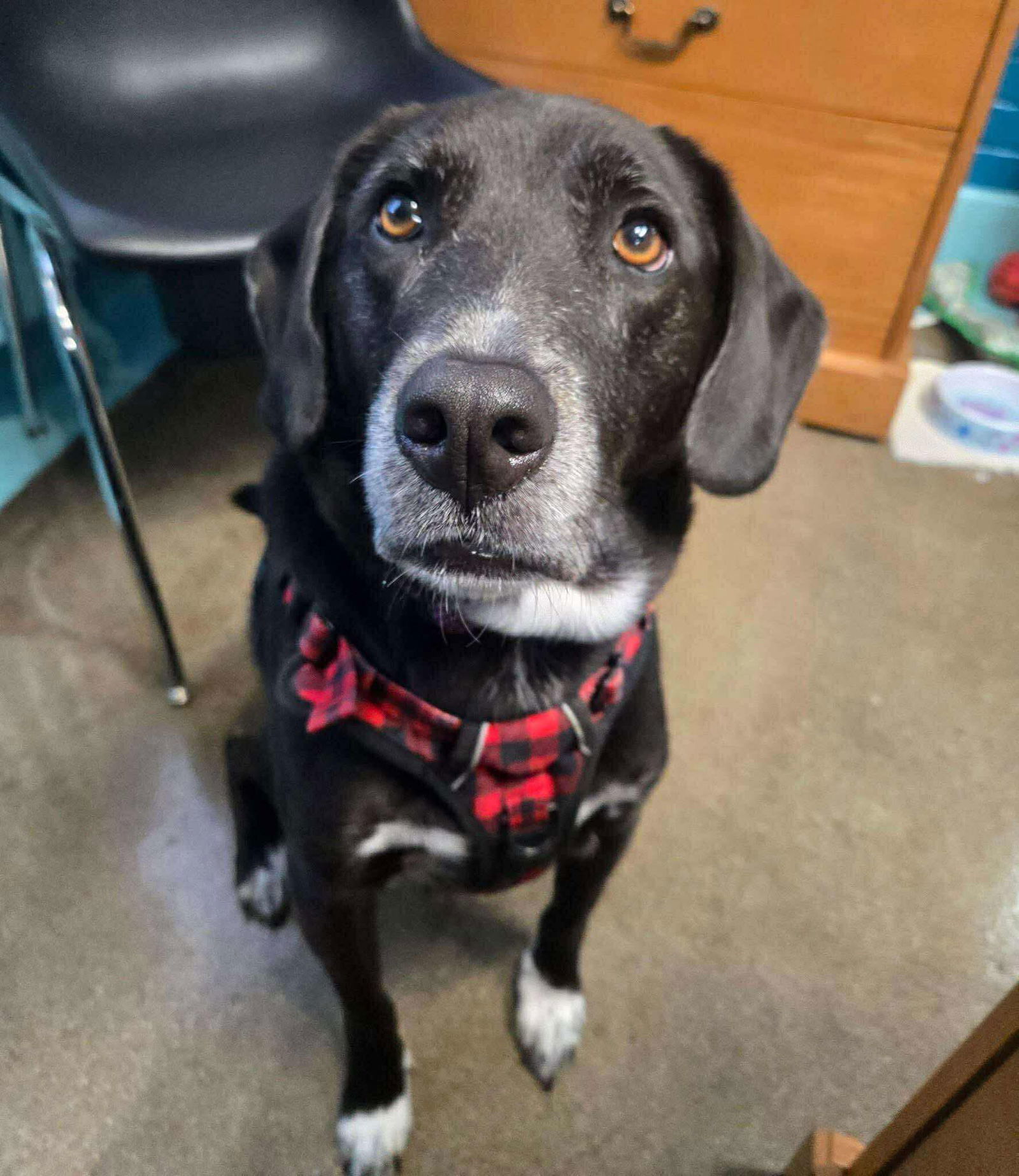 Beagle/Lab Litter *Milo*