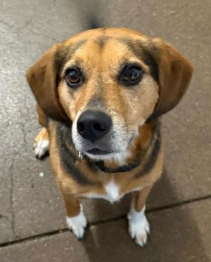 Beagle /Lab Litter *Mika*