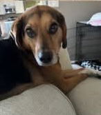 Beagle /Lab Litter *Mika*