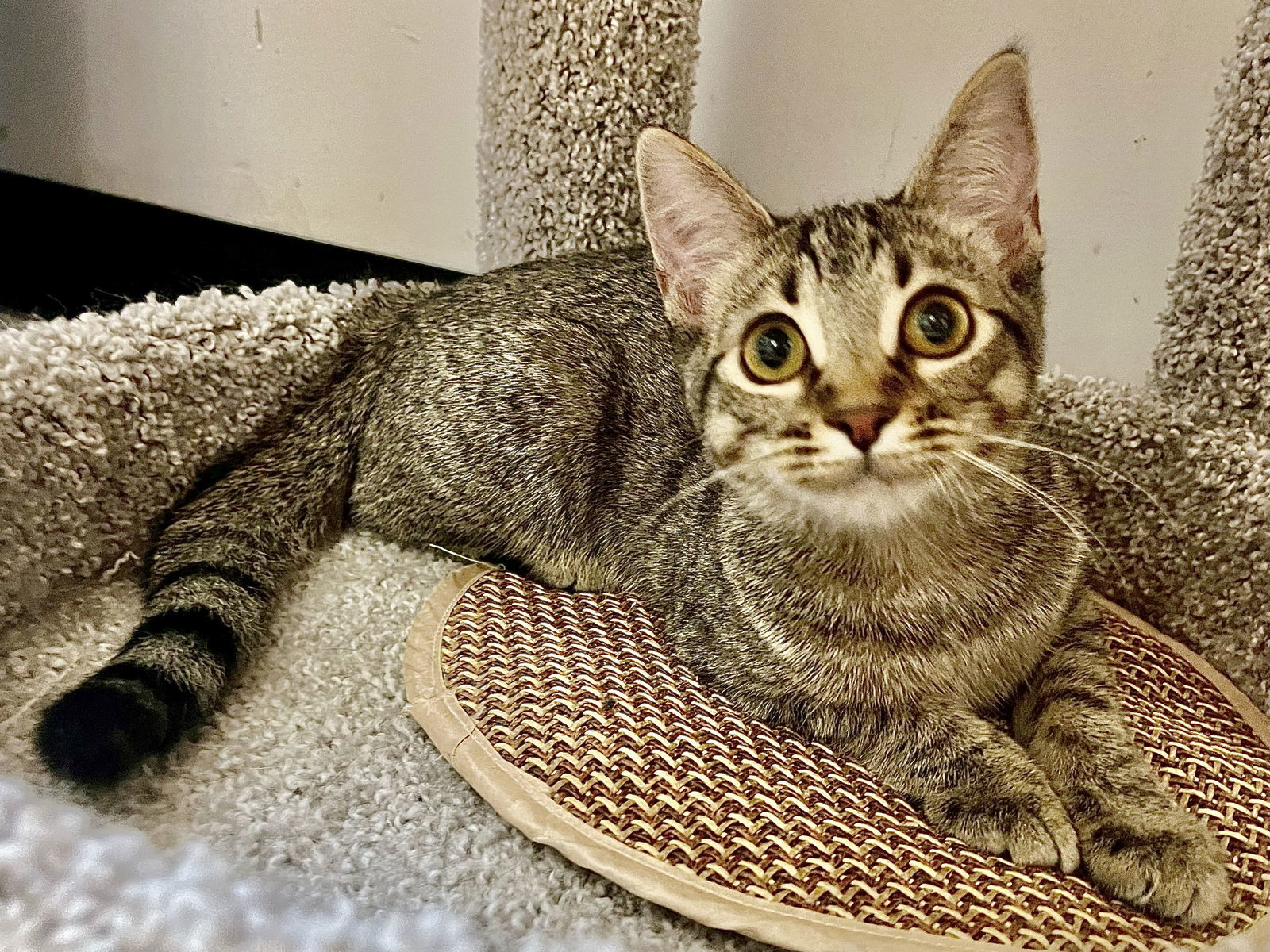 Kudzu (& Kemper) bonded