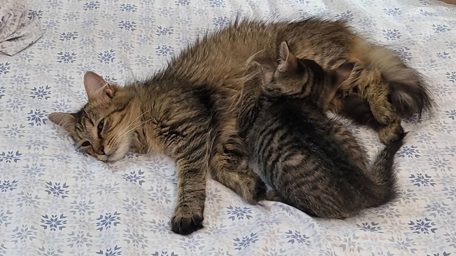 Luke & Layla - BONDED