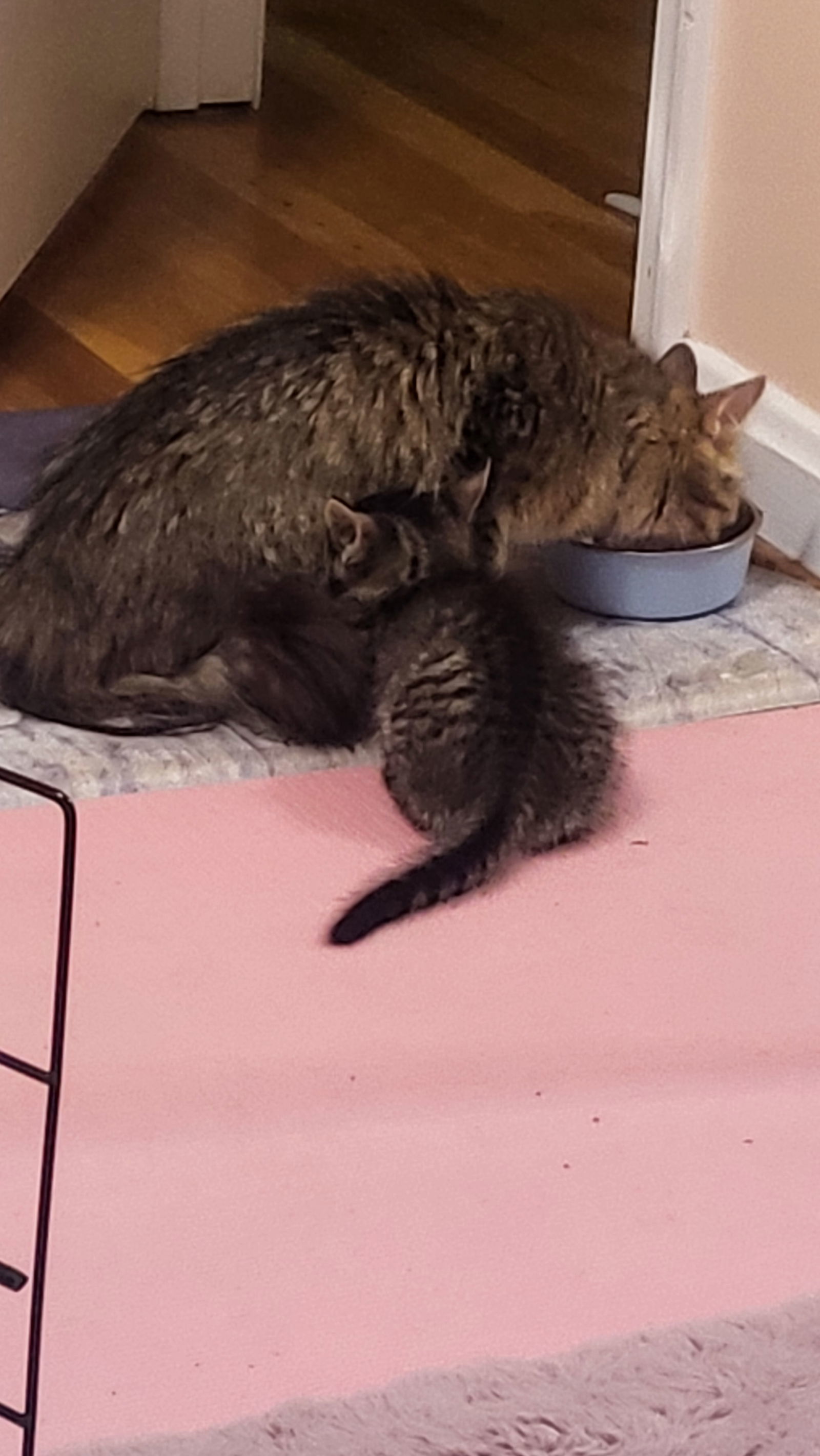 Luke & Layla - BONDED