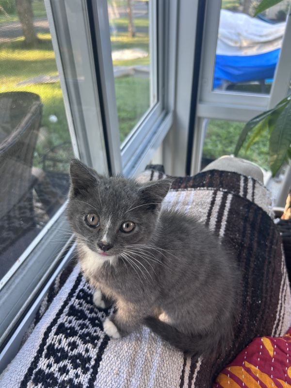 Mittens