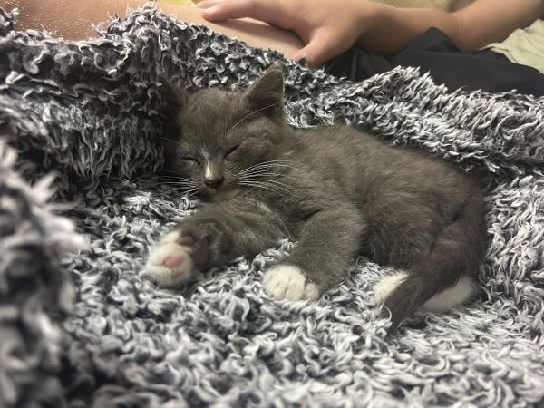 Mittens thumbnail 4