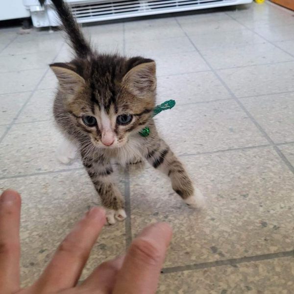 Presley thumbnail 2