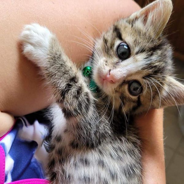 Presley thumbnail 5