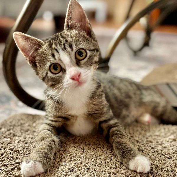Arlo