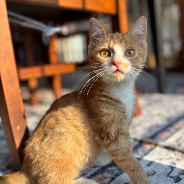 Peanut