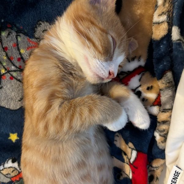 Peanut thumbnail 3