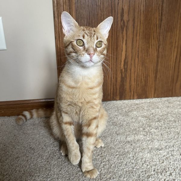 Tabasco