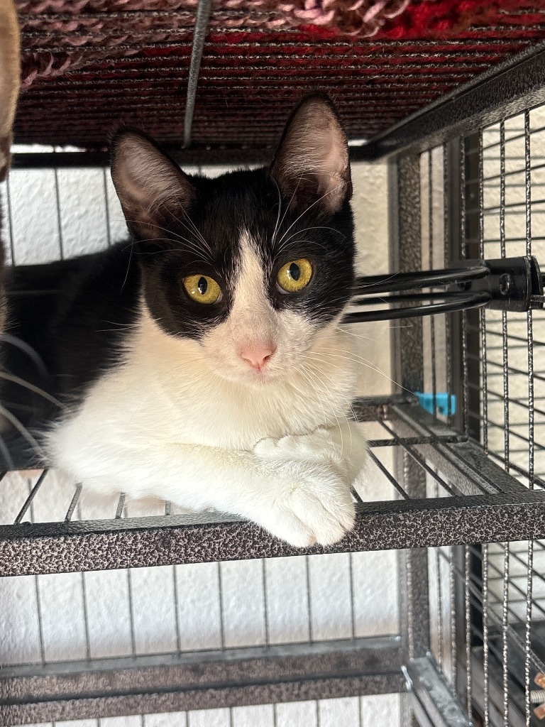 Sloan, an adoptable Domestic Short Hair in Midland, TX, 79707 | Photo Image 2