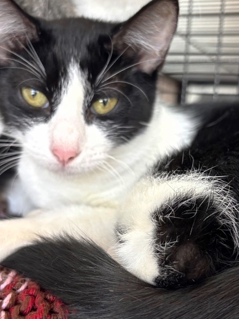 Sloan, an adoptable Domestic Short Hair in Midland, TX, 79707 | Photo Image 3