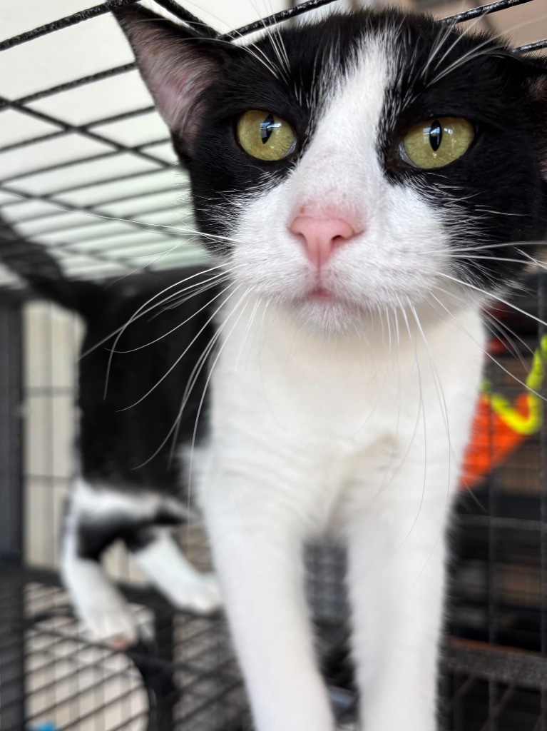 Sloan, an adoptable Domestic Short Hair in Midland, TX, 79707 | Photo Image 3