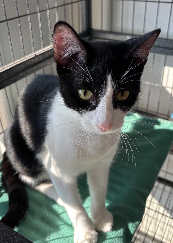 Sloan, an adoptable Domestic Short Hair in Midland, TX, 79707 | Photo Image 4