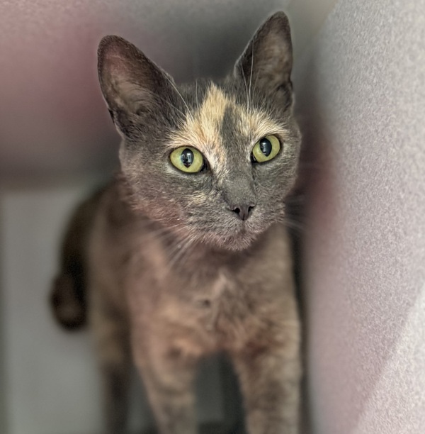 Agatha