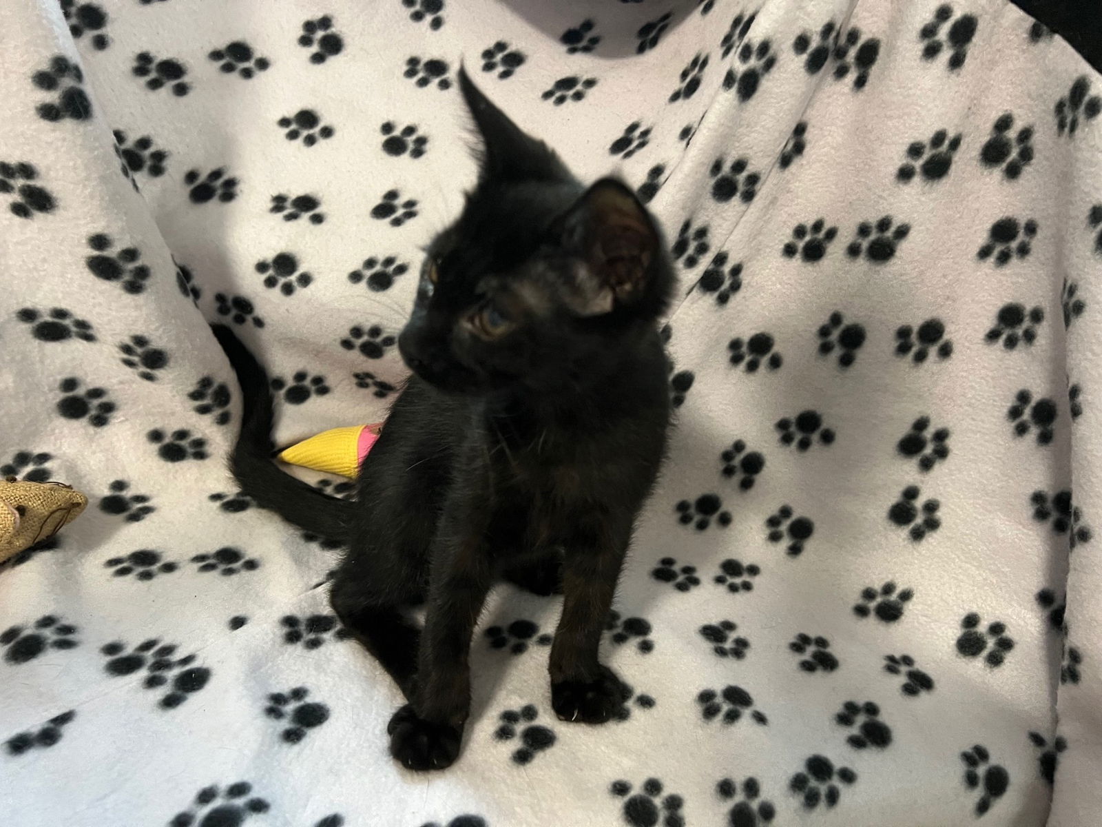 Jinxy