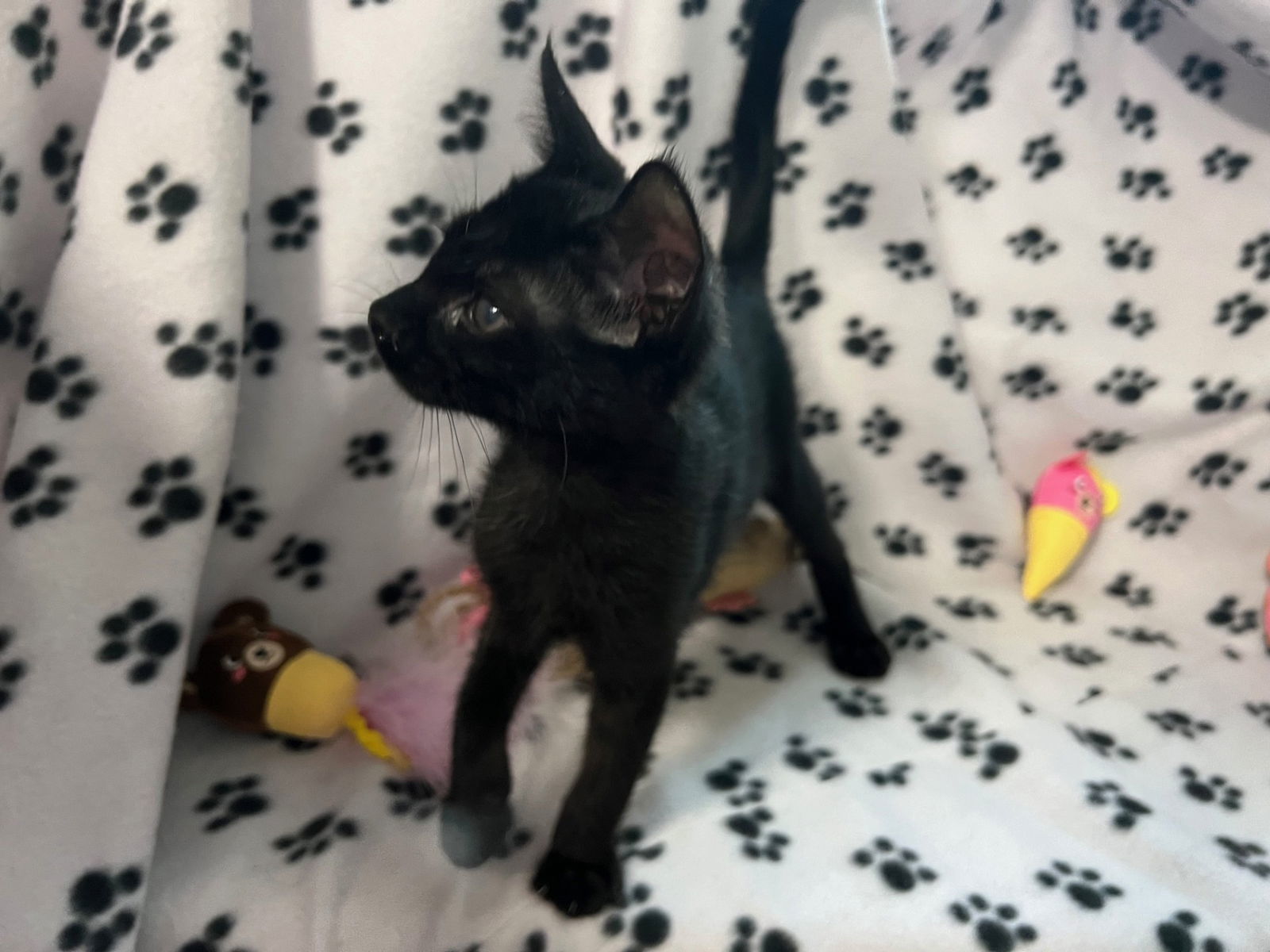 Jinxy