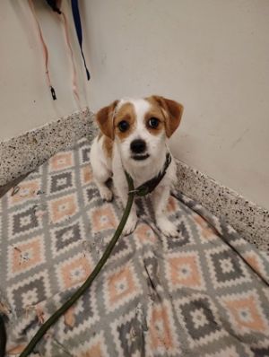 Helene - adopted!