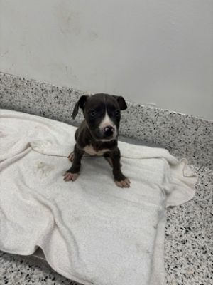 Chanel-adopted!