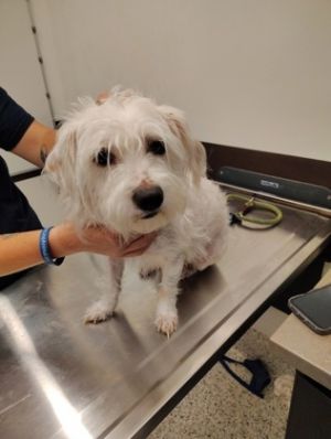 Littles - adopted!
