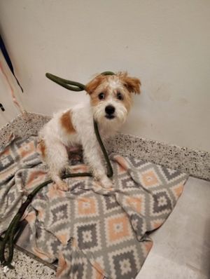 Distinguished - adopted!