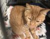 Butterscotch photo 2