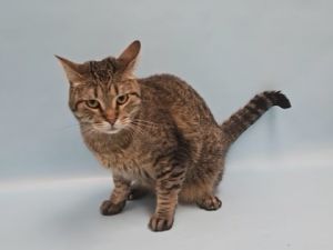 Watt, Adult Female unknown